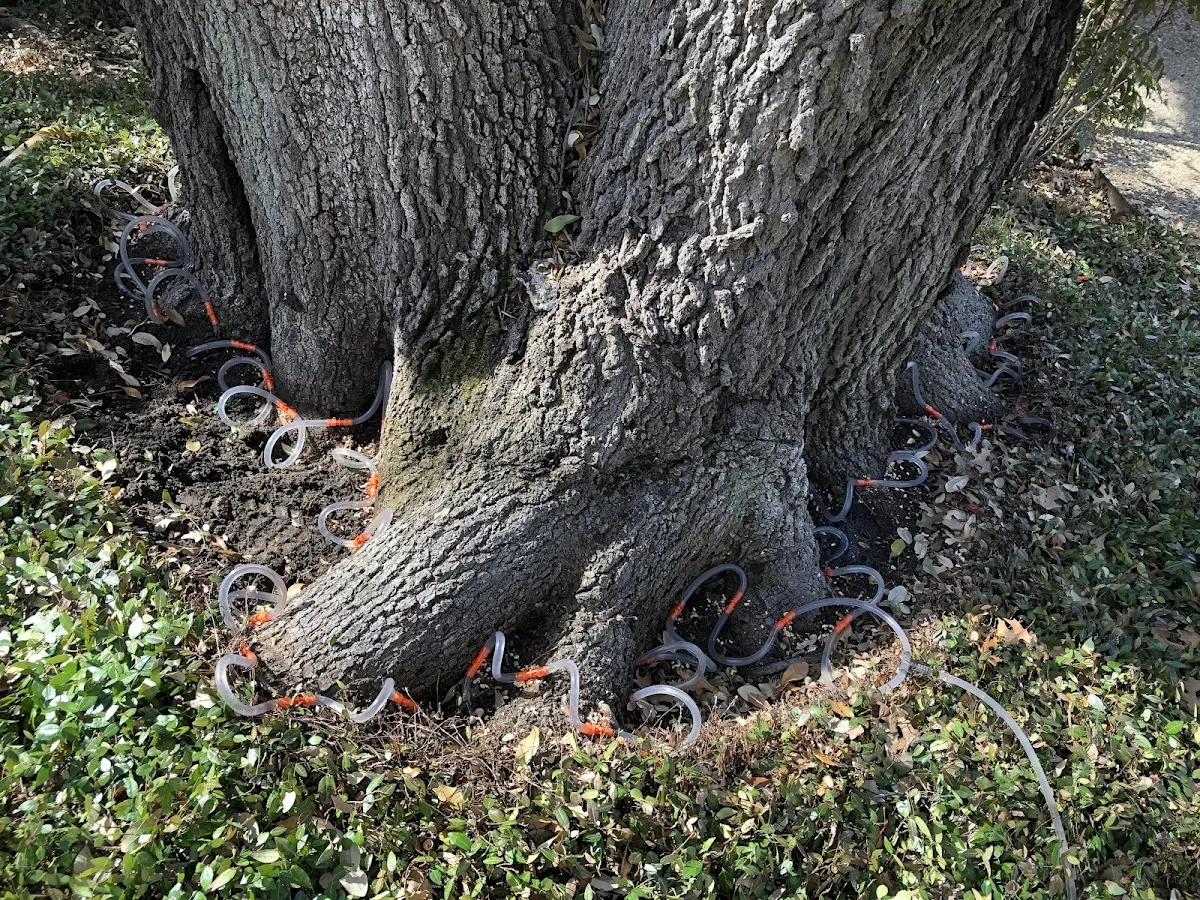 Detailed Tree Cabling and Bracing job site in Columbus City