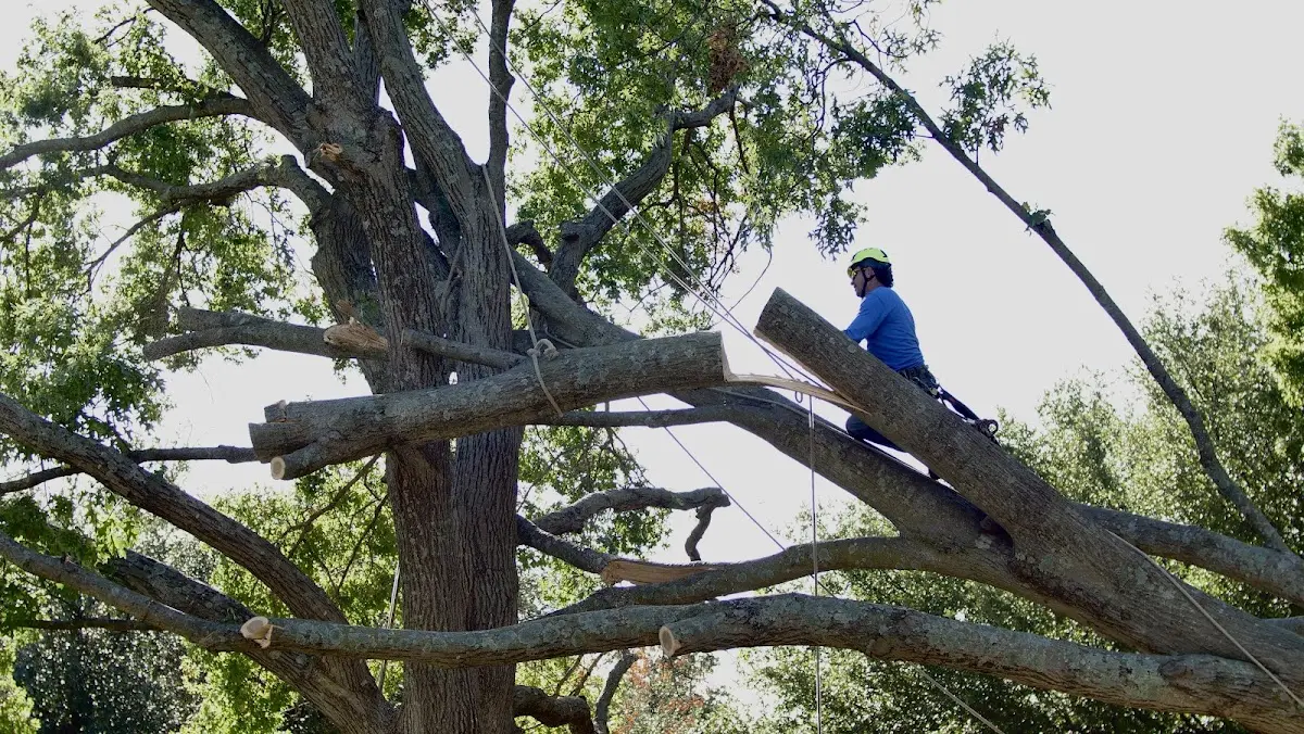 Professional Hazardous Tree Removal performed by certified arborists in Columbus City