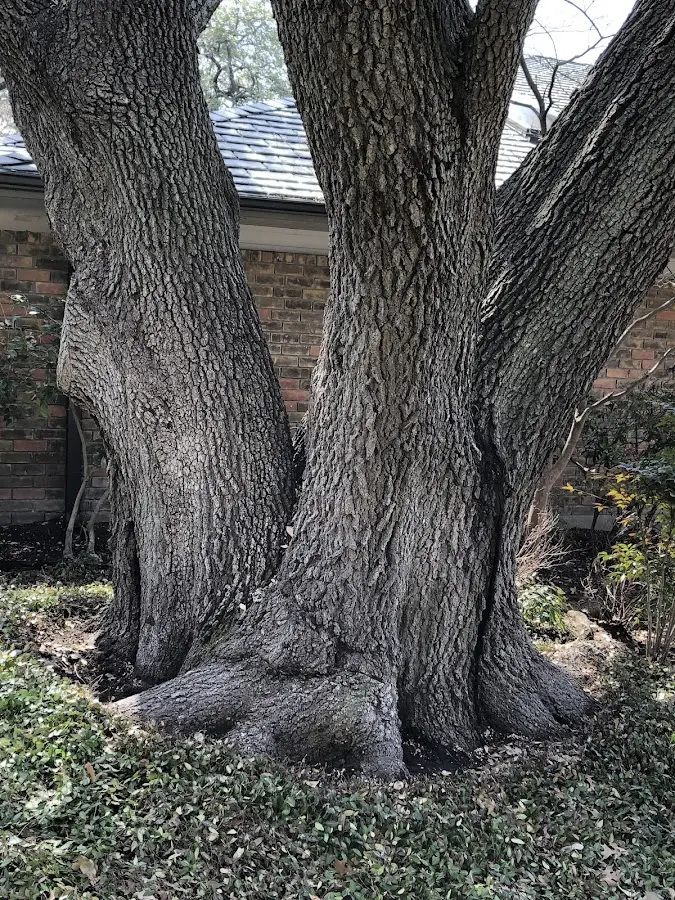 Mature heritage tree close to a Columbus City property cared for by certified arborists